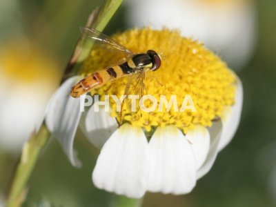 Simosyrphus grandicornis